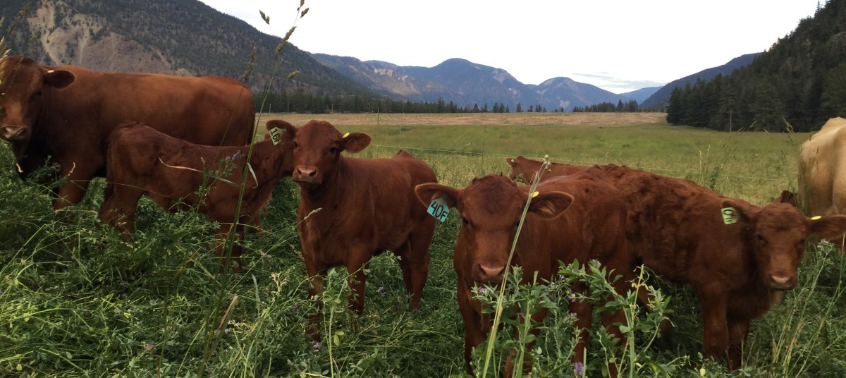 News from the Ranch – Spray Creek Ranch